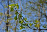 Populus tremula