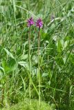 Dactylorhiza traunsteineri