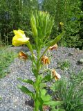 Oenothera biennis