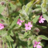 Saponaria viscosa