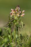 Pedicularis condensata. Верхушка цветущего растения. Краснодарский край, Кавказский биосферный заповедник, окр. пер. Аишха, субальпийский луг. 20.07.2021.