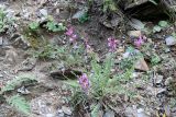 Oxytropis capusii