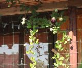 Cobaea scandens. Цветущие растения. Тверская обл., Весьегонск, в культуре. 25 августа 2022 г.