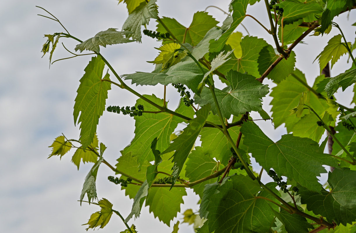 Изображение особи Vitis vinifera.