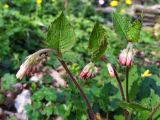 Symphytum grandiflorum