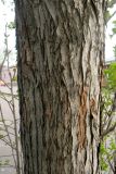 Crataegus sanguinea. Часть ствола взрослого дерева. Московская обл., г. Серпухов, сквер. 24.04.2024.