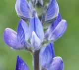 Lupinus angustifolius