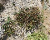 Capparis orientalis. Растение на уступе каменной стенки. Италия, Тоскана, Монте-Арджентарио. 11.04.2011.