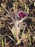 Pulsatilla ucrainica