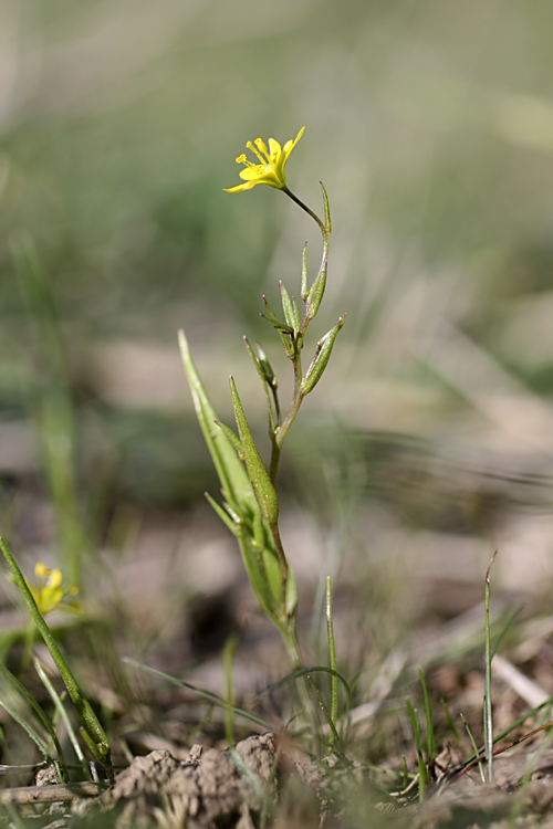 Изображение особи Gagea gageoides.