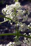 Galium album