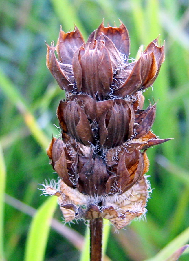 Изображение особи Prunella grandiflora.