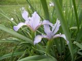 Iris musulmanica