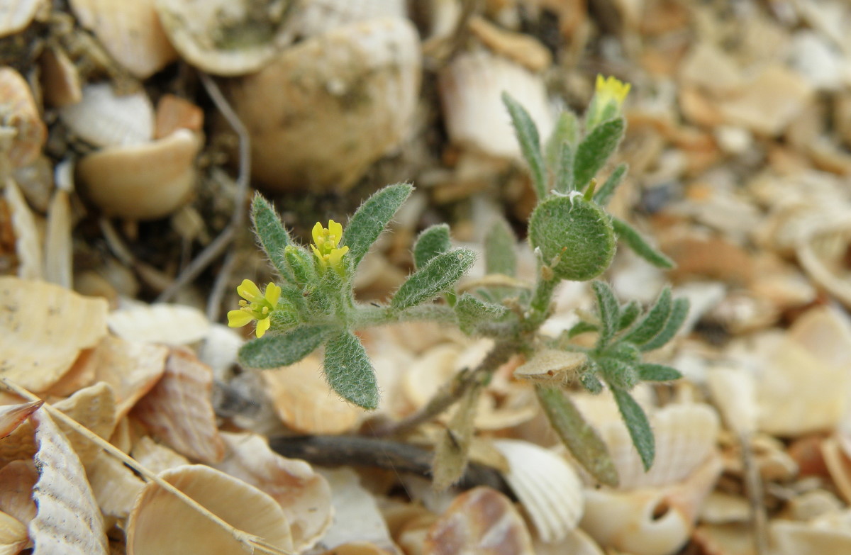 Изображение особи Alyssum simplex.