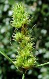 Carex neurocarpa