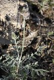род Astragalus. Расцветающее растение. Южный Казахстан, горы Каракус; высота 910 м н.у.м. 20.04.2012.