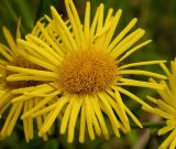 Inula japonica. Соцветие. Приморский край, Спасский р-н, окр. с. Хвалынка. 31.08.2012.