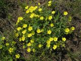 Potentilla incana