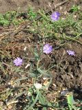 Lactuca tatarica