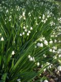 Leucojum aestivum