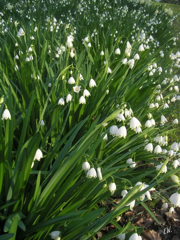 Изображение особи Leucojum aestivum.