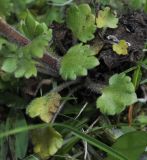 Saxifraga bulbifera