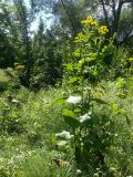 Inula helenium