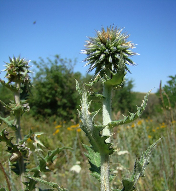 Изображение особи Echinops sphaerocephalus.