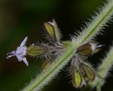 Salvia aegyptiaca