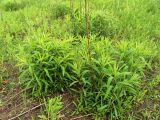 Solidago canadensis