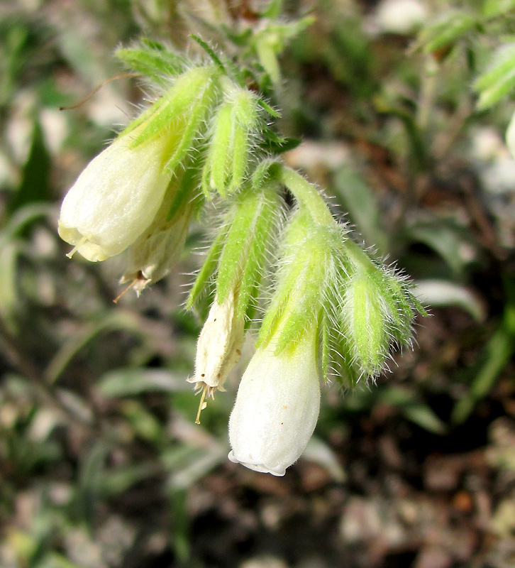 Image of Onosma montana specimen.