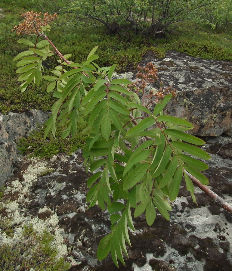 Изображение особи Sorbus aucuparia ssp. glabrata.