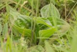 Plantago urvillei. Листья в основании генеративных побегов. Ростовская обл., Мясниковский р-н, Чулекская балка. 01.06.2014.