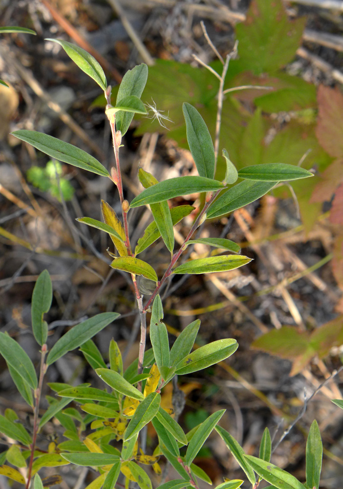 Изображение особи Salix brachypoda.