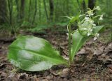 Platanthera chlorantha. Цветущее растение с аномально изогнутым цветоносным побегом. Краснодарский край, Абинский р-н, окр. станицы Эриванская, тенистый дубово-грабово-буковый лес в щели Жаданова. 30.05.2015.