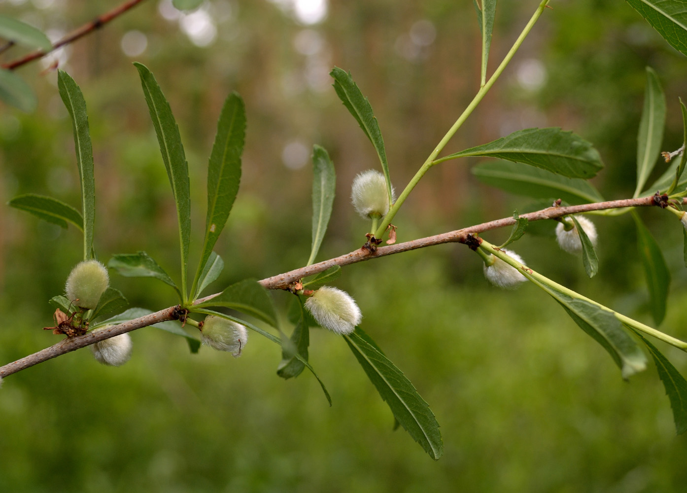 Изображение особи Amygdalus nana.