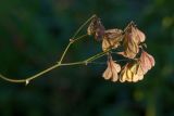 Thalictrum aquilegiifolium. Веточка соплодия. Ленинградская обл., Ломоносовский р-н, пос. Дубки, одичавшее на садовом участке. 23.08.2015.