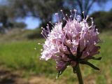 Scabiosa columbaria