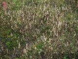 Rhinanthus groenlandicus. Аспект отлодоносивших и высохших растений среди вороники на песчано-гравийном грунте. Кольский п-ов, Восточный Мурман, Дальние Зеленцы, антропогенный пустырь,. 18.09.2015.