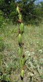 Ophrys apifera