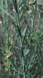 Linum austriacum