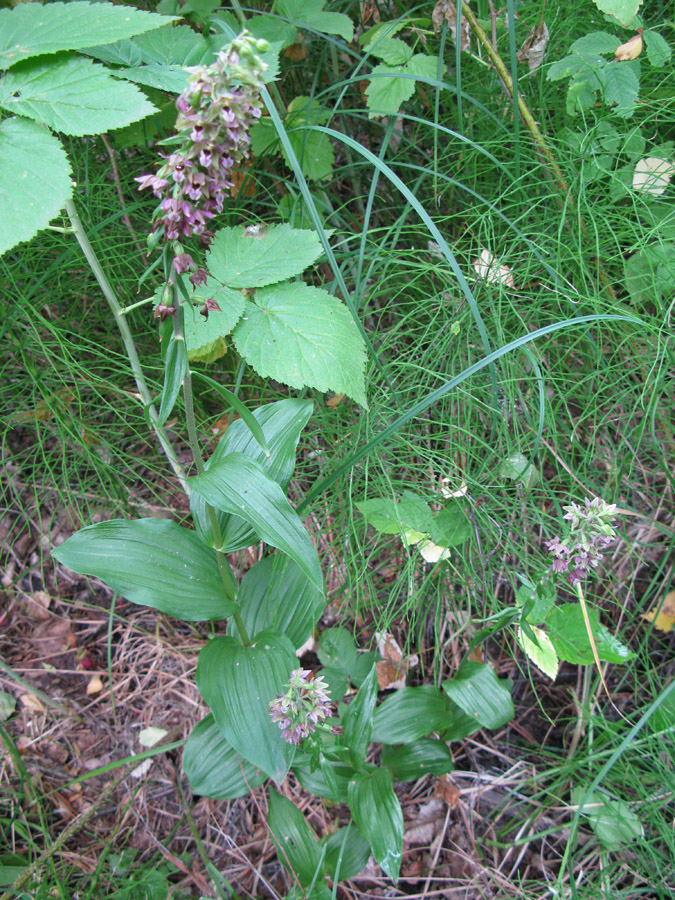 Изображение особи Epipactis helleborine.