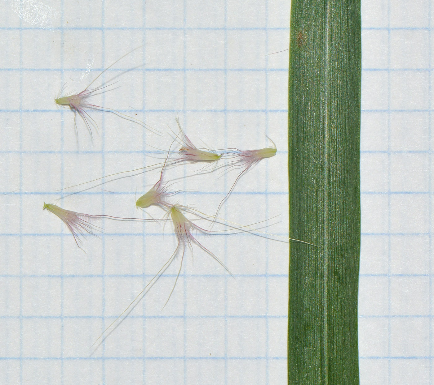 Изображение особи Pennisetum polystachion.
