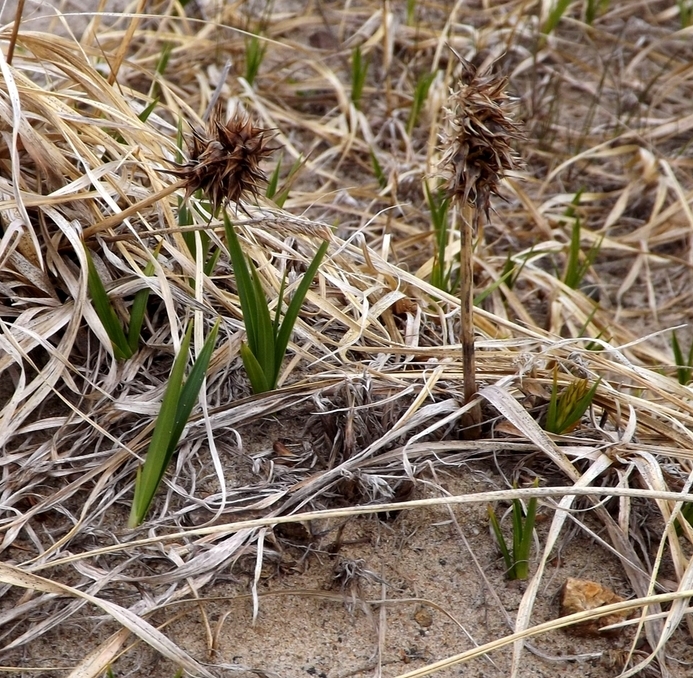 Изображение особи Carex macrocephala.