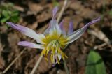 Erythronium sibiricum. Аномальный цветок с 10 тычинками. Казахстан, Восточно-Казахстанская обл., окр. г. Риддер, смешанный лес. 01.05.2015.