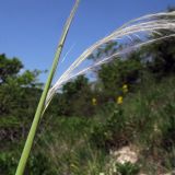 Stipa pulcherrima. Верхушка цветущего побега. Краснодарский край, м/о г. Новороссийск, гора Рябкова, грабинниково-скумпиевое редколесье с множеством кустов Paliurus spina-christi на каменистом южном склоне. 06.05.2017.