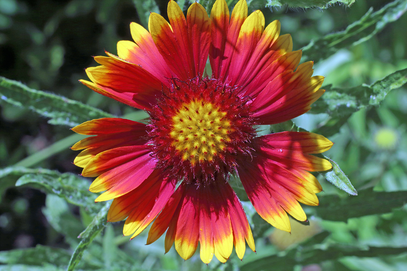 Изображение особи Gaillardia aristata.