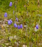 Campanula rotundifolia. Цветущие и плодоносящие растения. Северный Урал, Пермский край, окр. дер. Ванькова, правый берег р. Язьва, зарастающий галечник. 19 августа 2017 г.