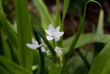 Allium neapolitanum