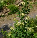 Spiraea trilobata. Верхушка ветви с нераскрывшимися соцветиями. Восточный Казахстан, г. Усть-Каменогорск, Архитектурно-ландшафтный музей-заповедник, в культуре. 21.05.2017.